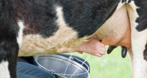 my cow now produces 20 litres of milk from 5 litres. Here is how cow milk production