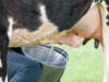 my cow now produces 20 litres of milk from 5 litres. Here is how cow milk production