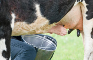 my cow now produces 20 litres of milk from 5 litres. Here is how cow milk production