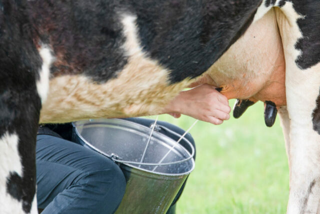 cow milk cow milk production