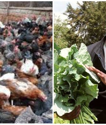 Famous K24 journalist was sacked and now making millions in farming