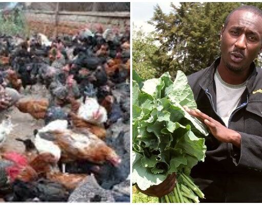 Famous K24 journalist was sacked and now making millions in farming