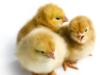 What happens when you Feed your Hatched chicks with Sugar Solution
