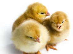 What happens when you Feed your Hatched chicks with Sugar Solution