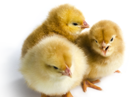 What happens when you Feed your Hatched chicks with Sugar Solution