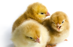 What happens when you Feed your Hatched chicks with Sugar Solution