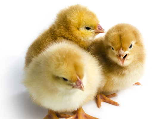 What happens when you Feed your Hatched chicks with Sugar Solution