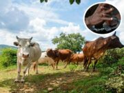 Teacher arrested for stealing widow’s cow and selling it